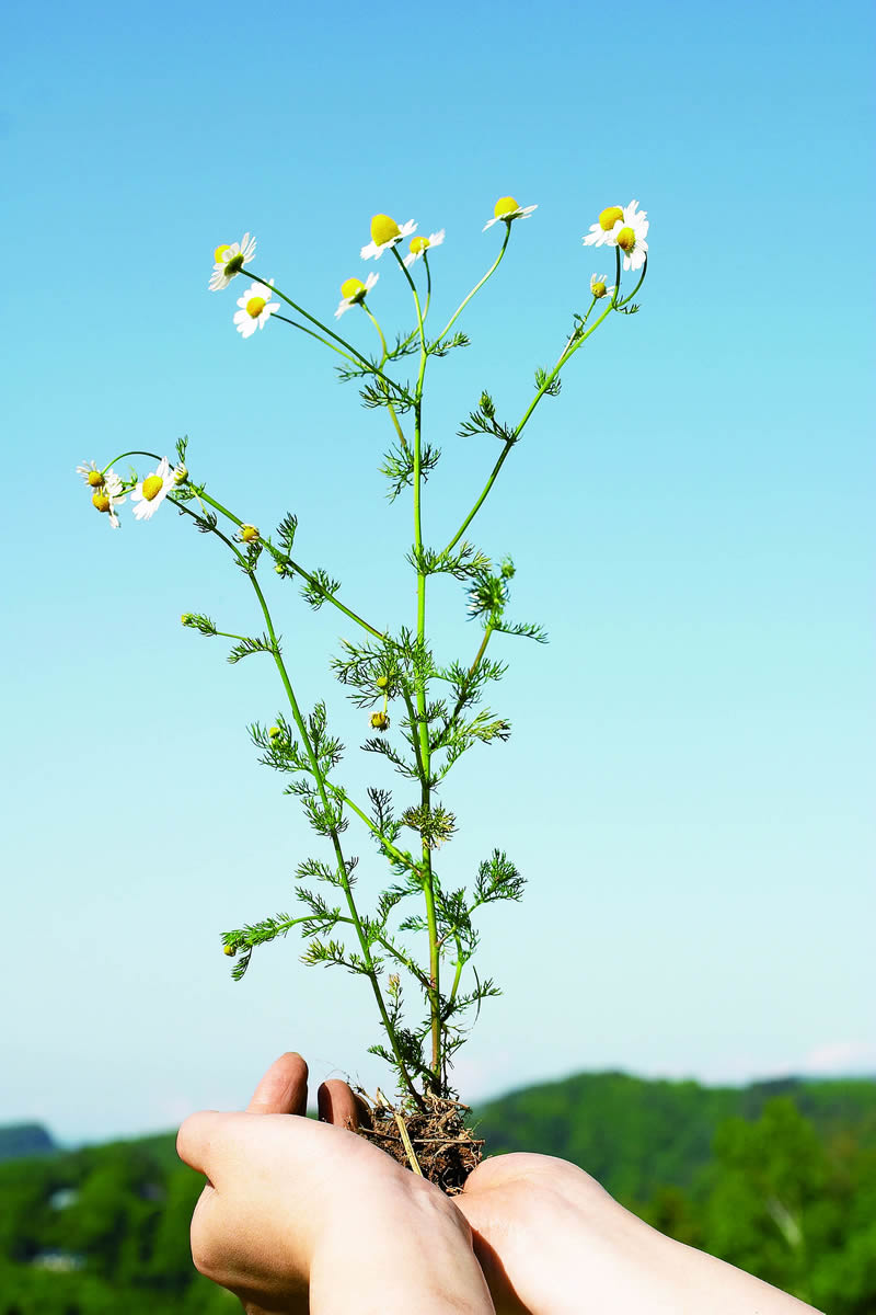 華蜜恋