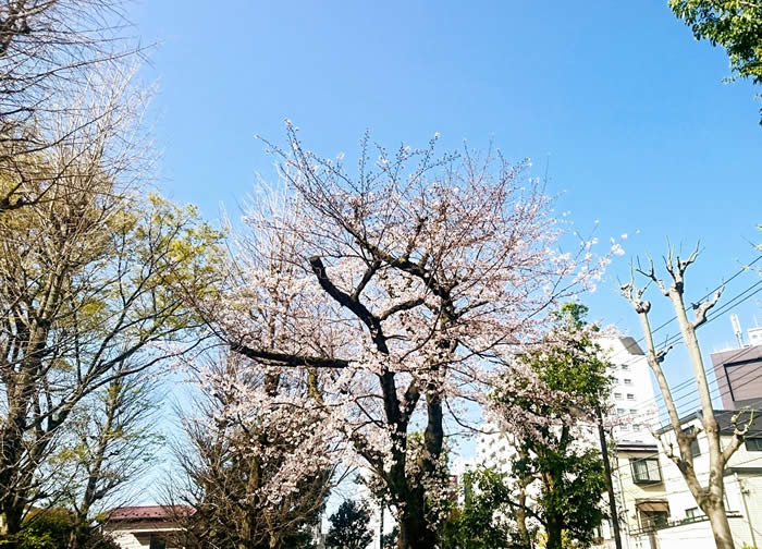桜
