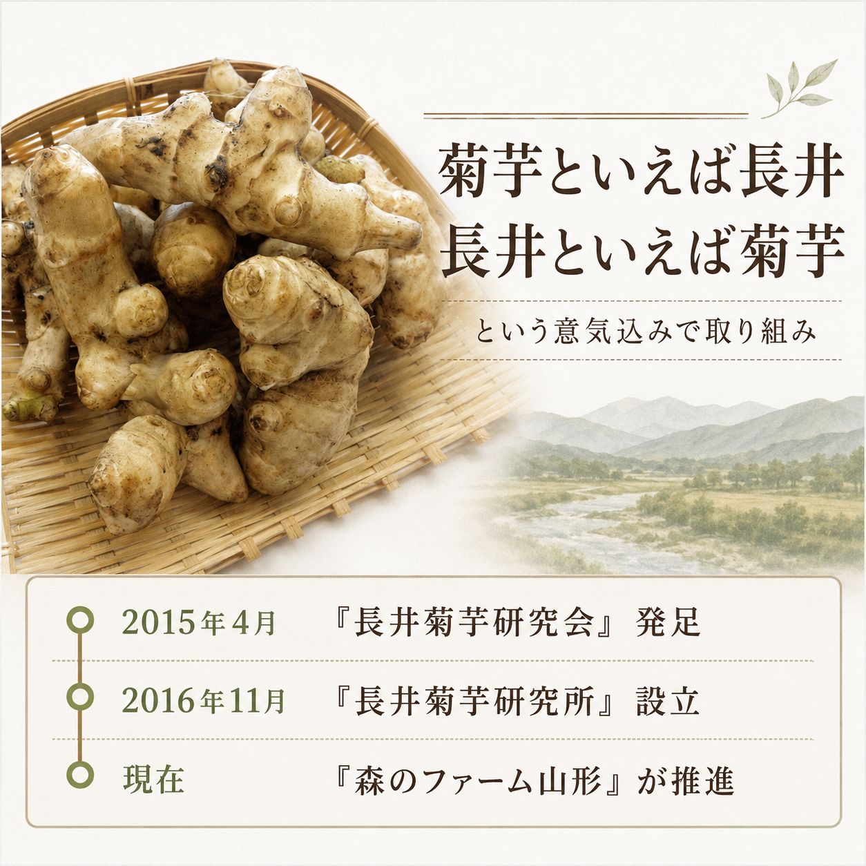 長井市の菊芋畑