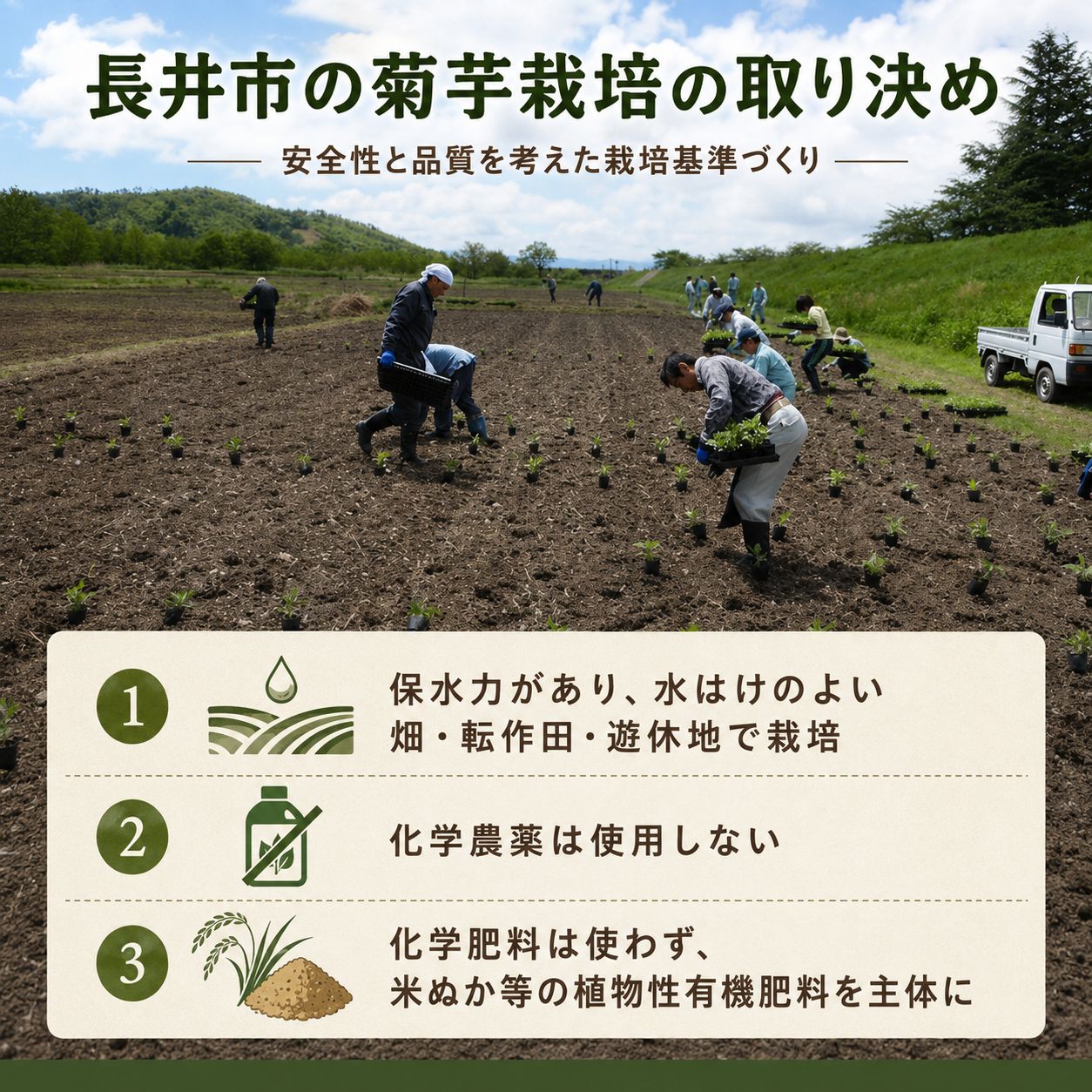 長井菊芋研究所の菊芋畑