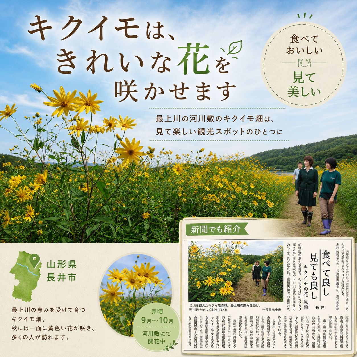 長井市の菊芋の取り組み