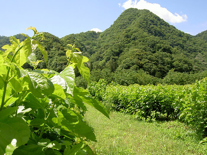 桜江町有機桑パウダー 100g