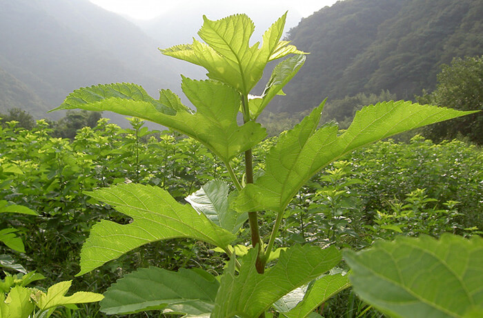 桜江町有機桑パウダー 100g