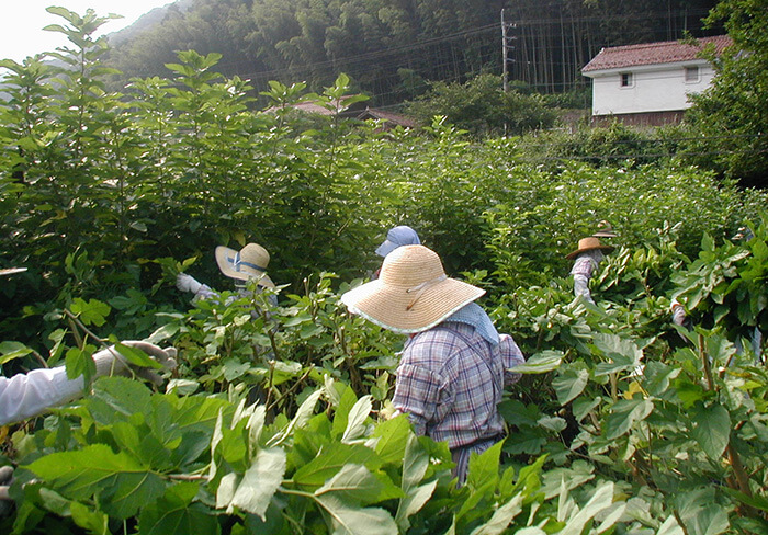 桜江町有機桑パウダー 100g