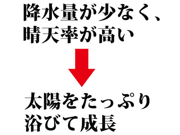 【信州ごま】ねりごま黒 70g