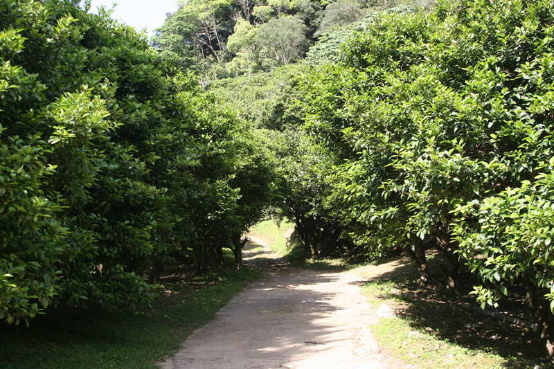 大宜見村