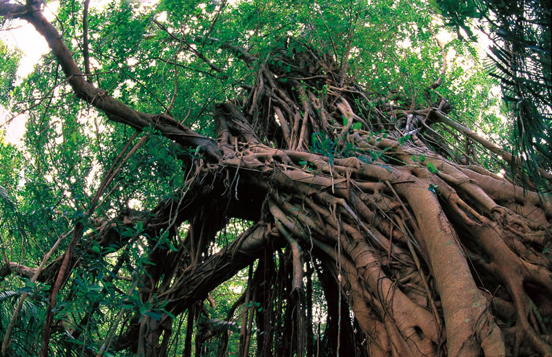 大宜見村