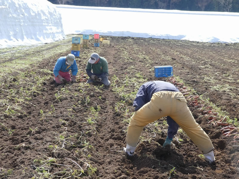 津南高原の雪下にんじん人参ジュース