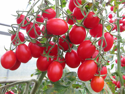 マウロの地中海トマト 有機シシリアンルージュ トマトジュース